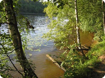 Baeume am Ufer des Moskau-Flusses